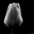la tulipe 2021.31 as dream bw