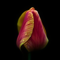 la tulipe 2021.30 as dream