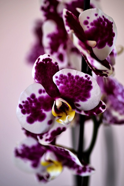 orchideae.2021.01_as.jpg
