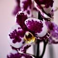 orchideae.2021.01_as.jpg