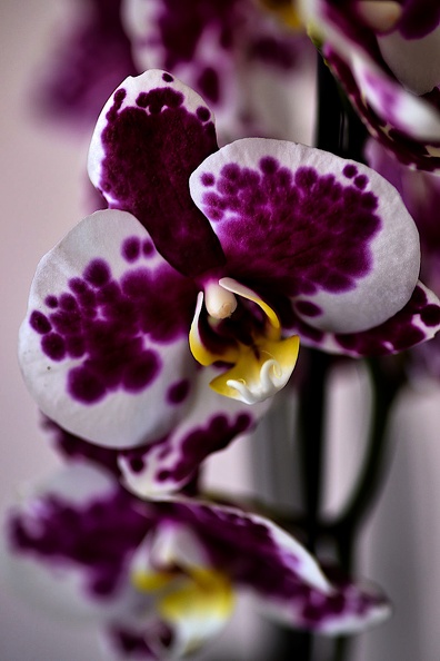 orchideae.2021.02_as.jpg