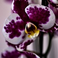 orchideae.2021.02 as