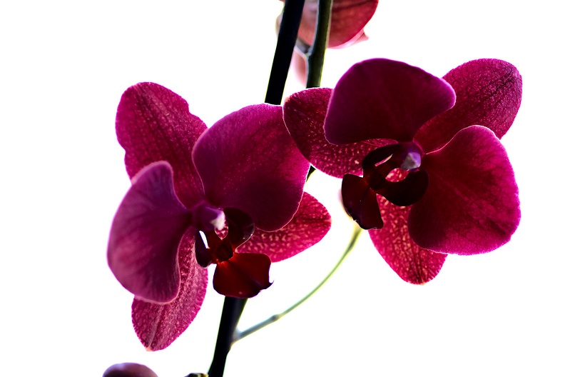 orchideae.2021.04_as.jpg