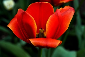 la tulipe 2021.32 as