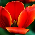 la tulipe 2021.33 as