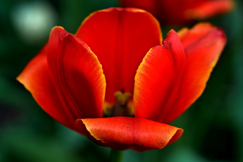 la tulipe 2021.34_as.jpg