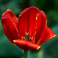 la tulipe 2021.35 as