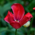 la tulipe 2021.36 as