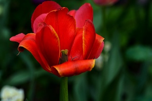 la tulipe 2021.37 as
