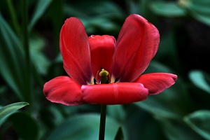 la tulipe 2021.38 as