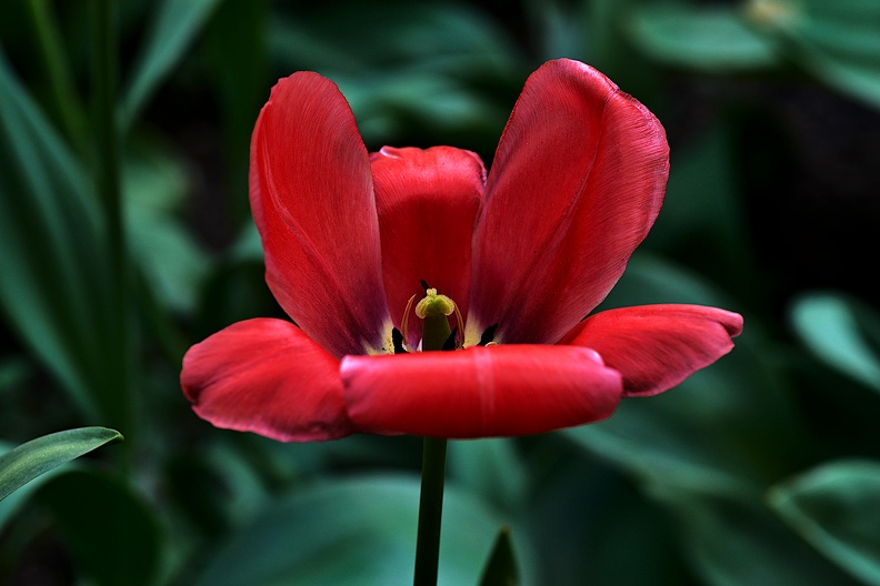 la tulipe 2021.38_as.jpg