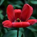 la tulipe 2021.38 as