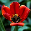 la tulipe 2021.39 as