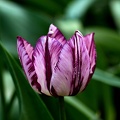 la tulipe 2021.41 as