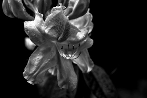 rhododendron 2021.01 as bw