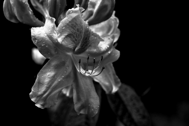 rhododendron 2021.01_as_bw.jpg
