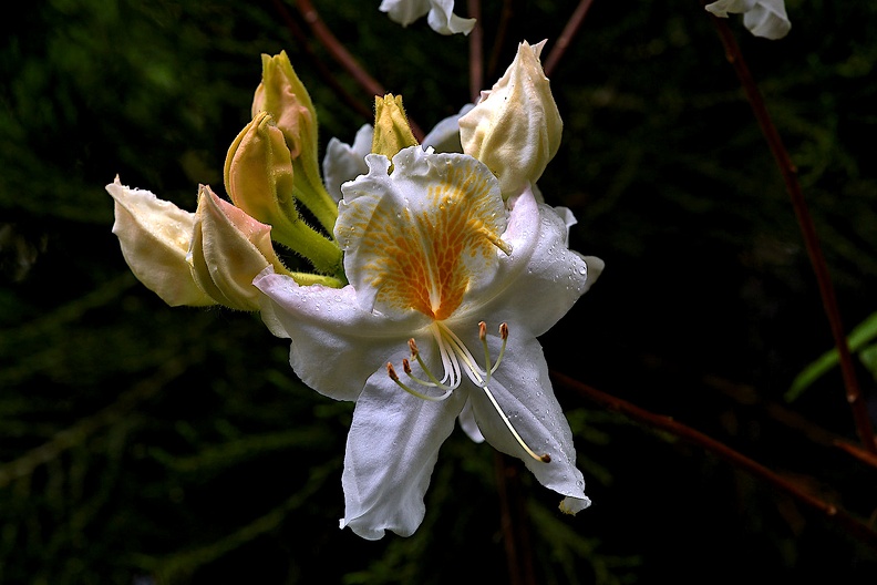 rhododendron 2021.02_as.jpg