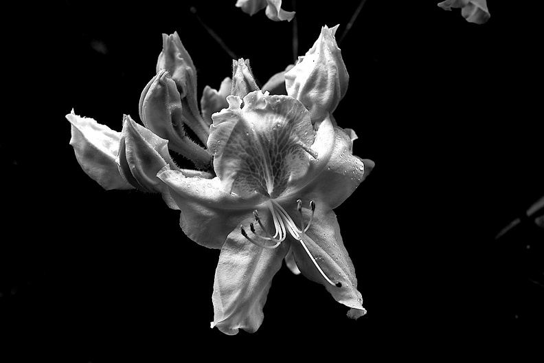 rhododendron 2021.02_as_bw.jpg