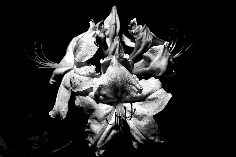 rhododendron 2021.03_as_bw.jpg