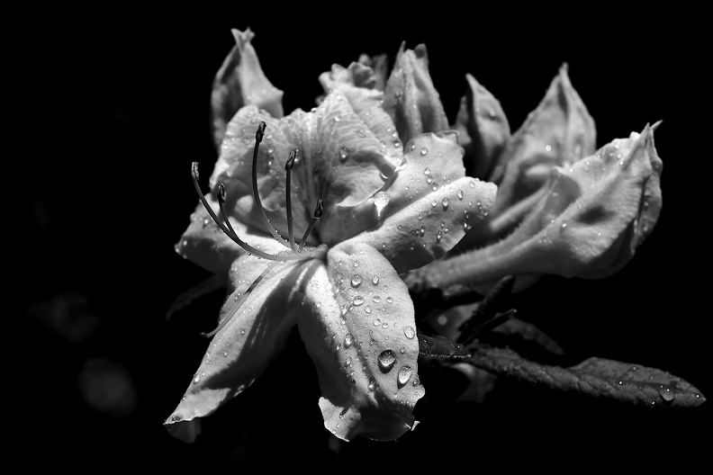 rhododendron 2021.05_as_bw.jpg