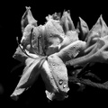 rhododendron 2021.05 as bw