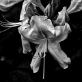 rhododendron 2021.06 as bw