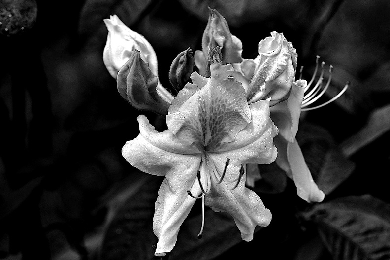 rhododendron 2021.07_as_bw.jpg