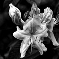 rhododendron 2021.07 as bw
