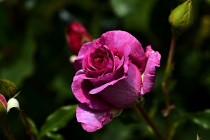 rosa centifolia 2021.01 as