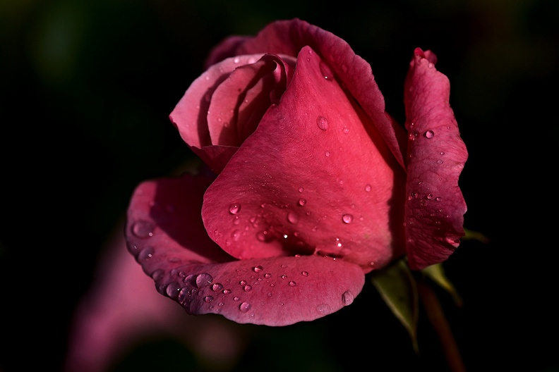 rosa centifolia 2021.02_as.jpg