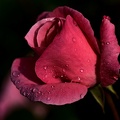 rosa centifolia 2021.02_as.jpg