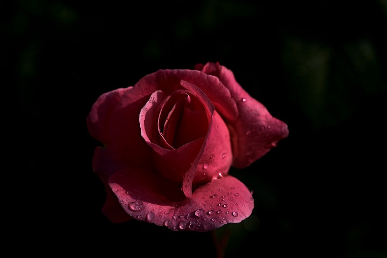 rosa centifolia 2021.03_as.jpg