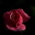 rosa centifolia 2021.03_as.jpg