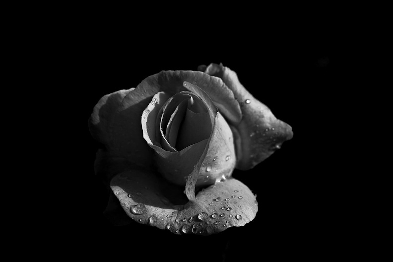 rosa centifolia 2021.03_as_bw.jpg