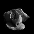 rosa centifolia 2021.03 as bw