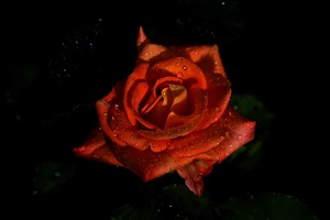 rosa centifolia 2021.07 as