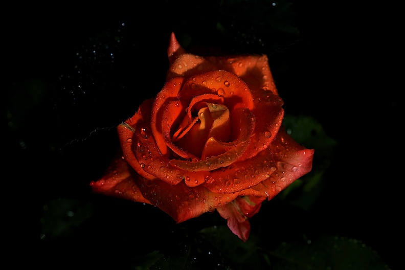 rosa centifolia 2021.07_as.jpg