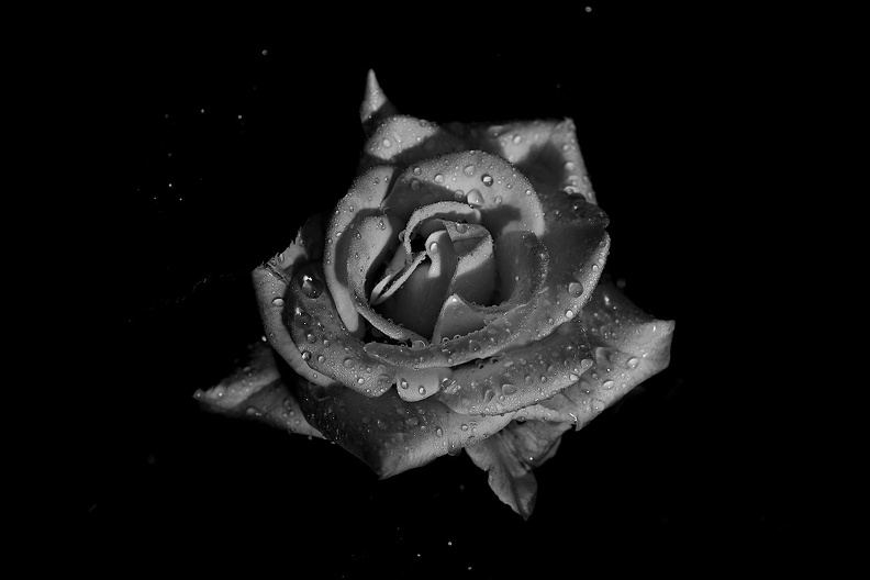 rosa centifolia 2021.07_as_bw.jpg