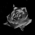 rosa centifolia 2021.07 as bw