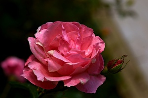 rosa centifolia 2021.08 as