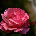 rosa centifolia 2021.08 as