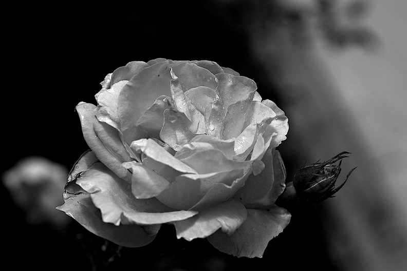 rosa centifolia 2021.08_as_bw.jpg