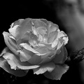 rosa centifolia 2021.08 as bw