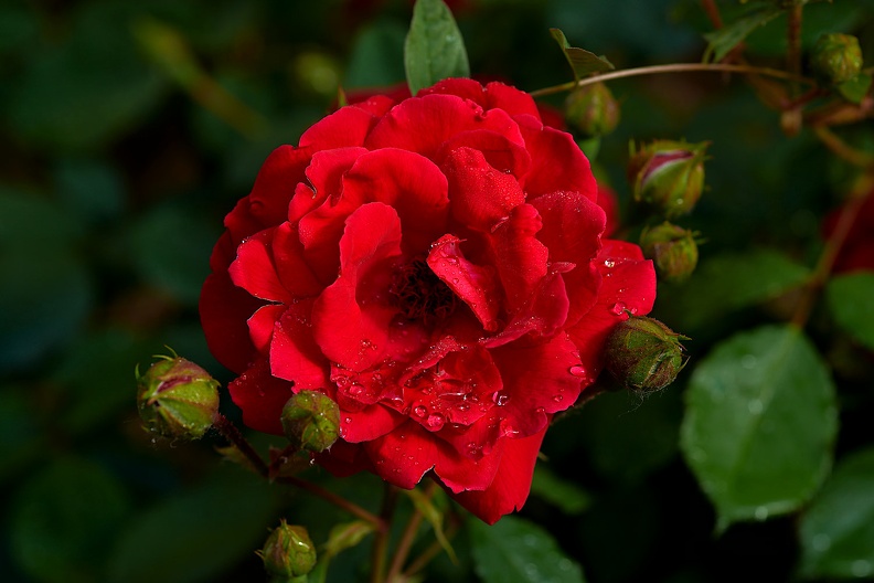 rosa centifolia 2021.09_as.jpg