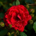 rosa centifolia 2021.09_as.jpg