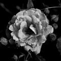 rosa centifolia 2021.09 as bw