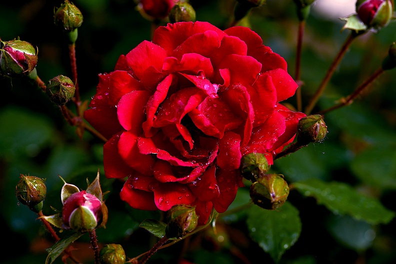 rosa centifolia 2021.10_as.jpg