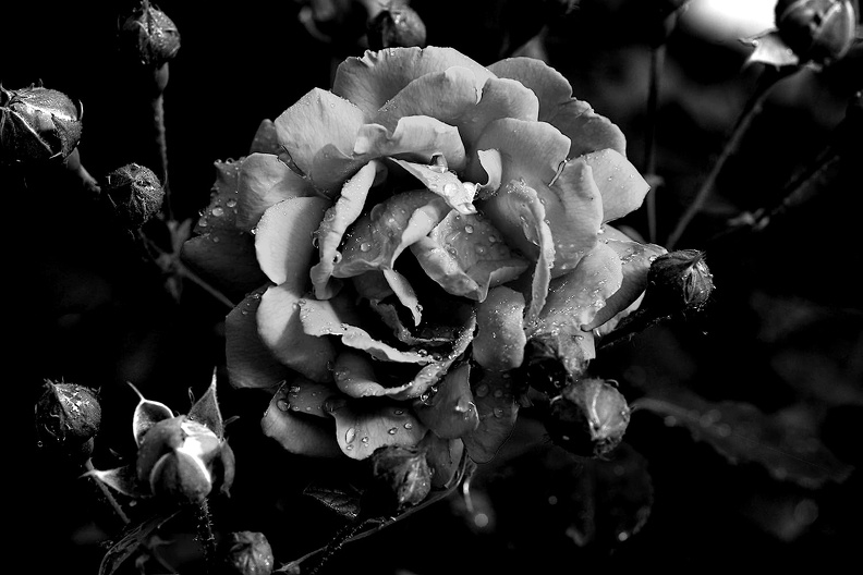 rosa centifolia 2021.10_as_bw.jpg