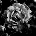 rosa centifolia 2021.10 as bw