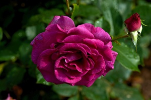 rosa centifolia 2021.12 as